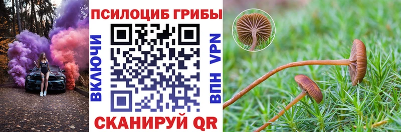 купить наркоту  Тырныауз  Псилоцибиновые грибы прущие грибы 